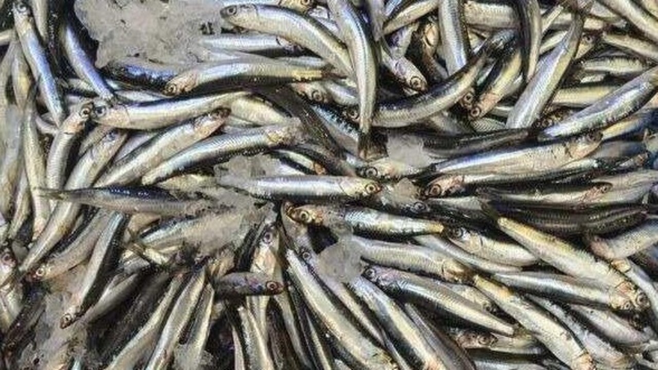 Foto - Uzmanlar açıkladı! İşte hamsiyi kılçığıyla yemenin faydaları