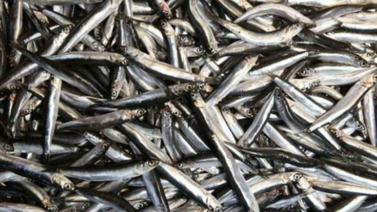 Uzmanlar açıkladı! İşte hamsiyi kılçığıyla yemenin faydaları
