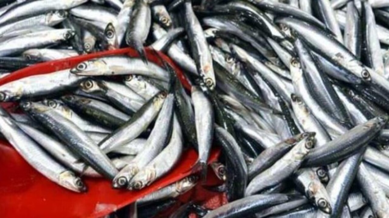 Foto - Uzmanlar açıkladı! İşte hamsiyi kılçığıyla yemenin faydaları