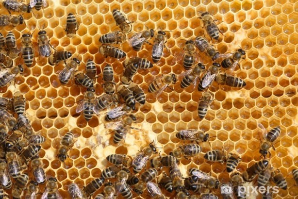 Foto - Uzmanlar açıkladı! Kanser hücrelerini öldürüyor...