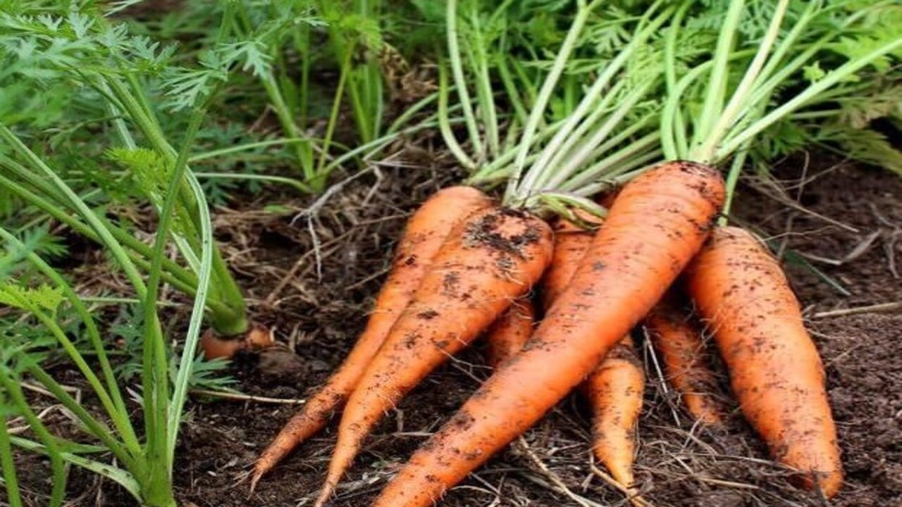Foto - Uzmanlar açıkladı! Saçlarda seyreklik neden olur?