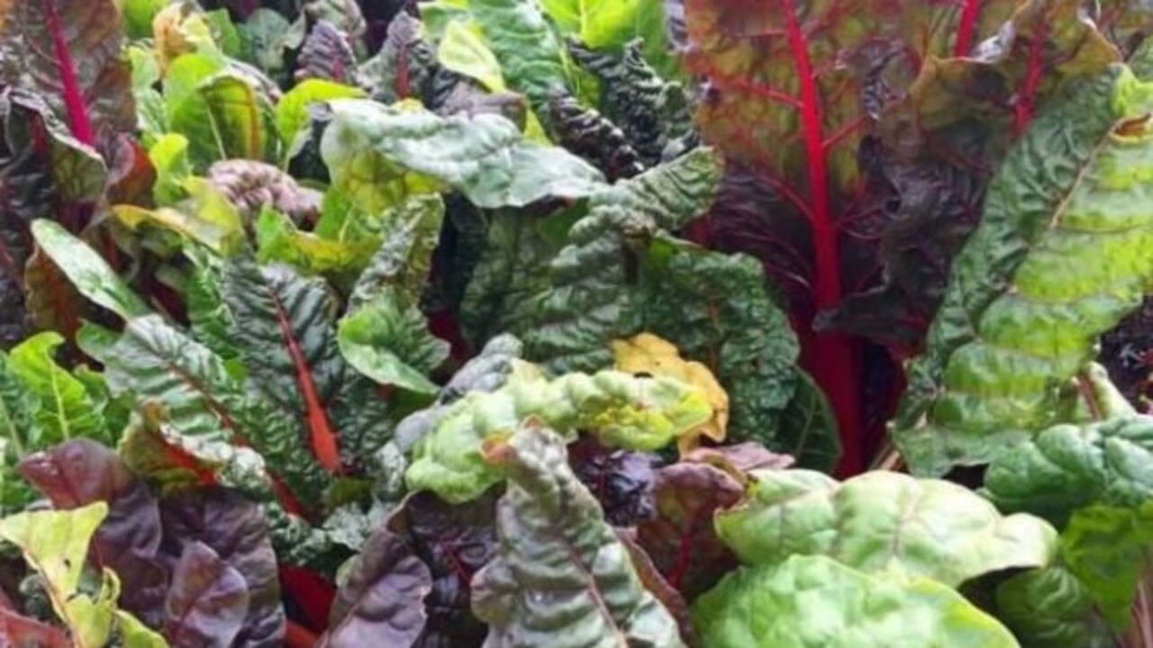 Foto - Uzmanlar açıkladı! Saçlarda seyreklik neden olur?