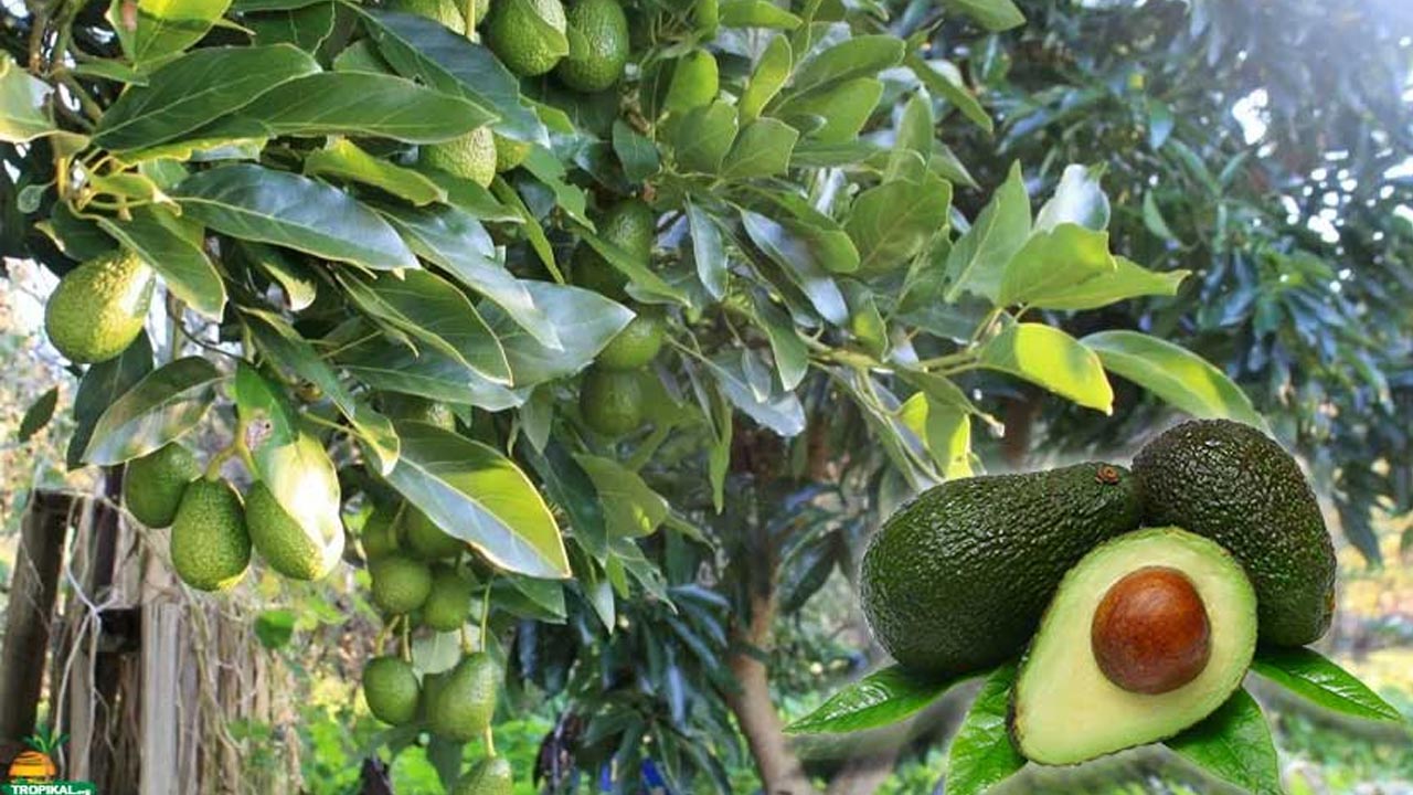 Uzmanlar faydasını saymakla bitiremedi! Bu meyveyi her sabah kahvaltınızda tüketin