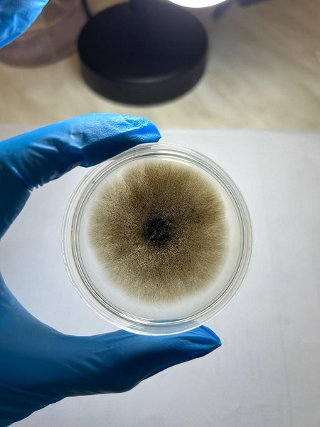 Foto - Uzmanlar gelecek adına endişeli! Ölümcül hastalık İstanbul'dan sonra Denizli'de görüldü