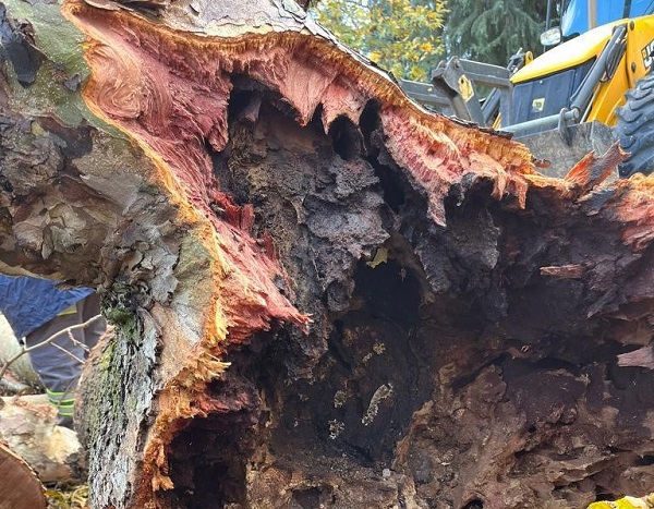 Uzmanlar gelecek adına endişeli! Ölümcül hastalık İstanbul'dan sonra Denizli'de görüldü