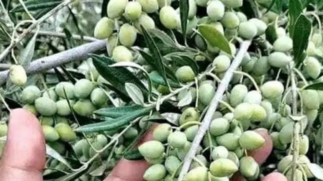 Uzmanlar tek tek anlattı! Zeytin üreticilerine uzmanlardan gelen kanser uyarısı: Büyük tehlike!