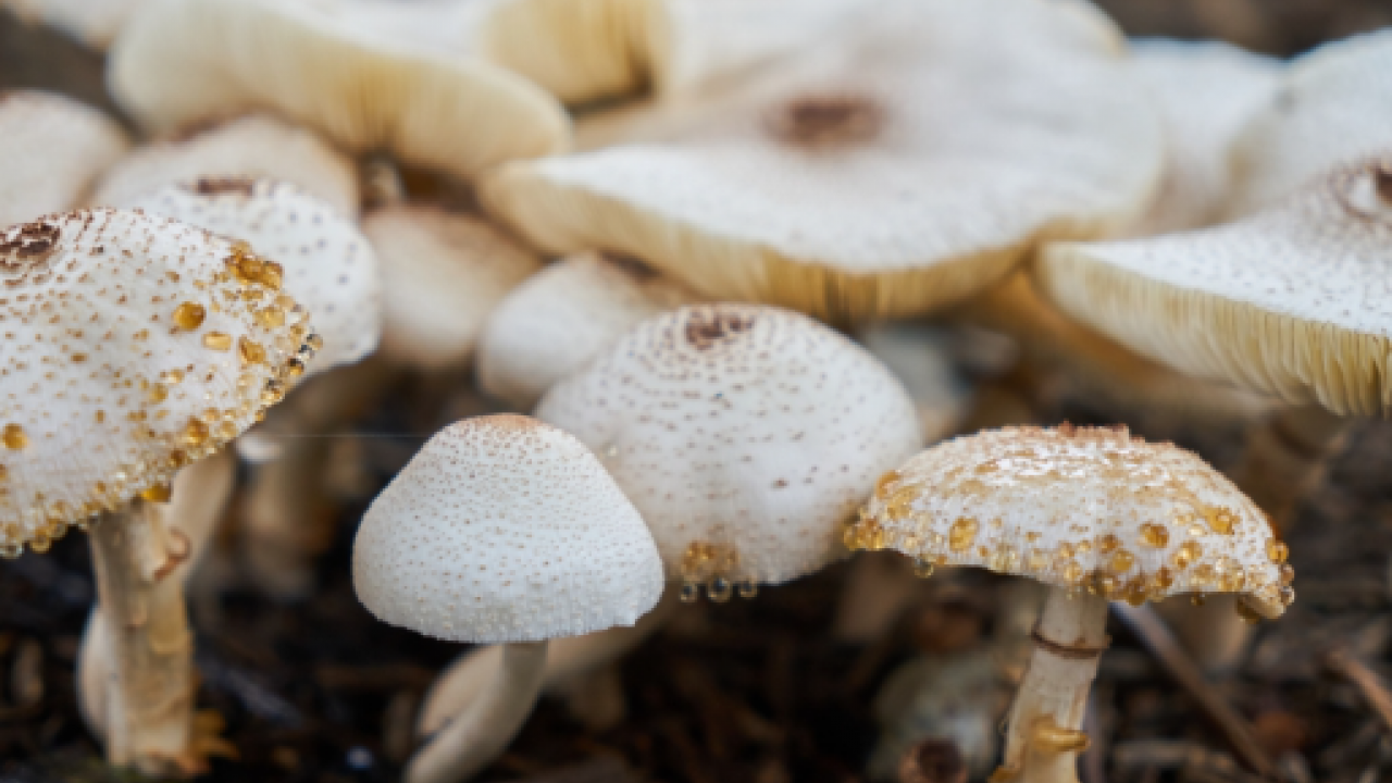 Uzmanlar tüketmeyin dedi! 60 kişi hastanelik oldu