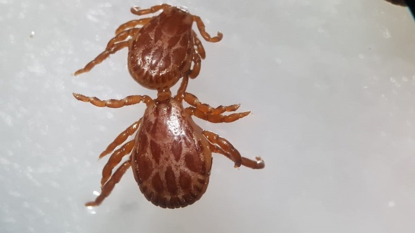 Foto - Uzmanlar üstüne basa basa söylüyor | Sakın çıplak elle dokunmayın