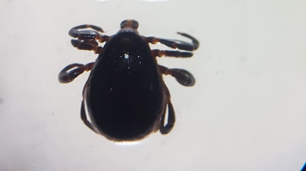 Foto - Uzmanlar üstüne basa basa söylüyor | Sakın çıplak elle dokunmayın