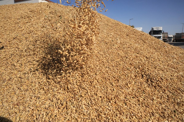 Foto - Uzmanlar üstüne basa basa uyarıyor! Rekolteyi tam yüzde 50 yükselten formül