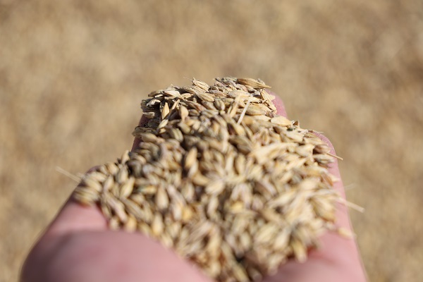 Foto - Uzmanlar üstüne basa basa uyarıyor! Rekolteyi tam yüzde 50 yükselten formül