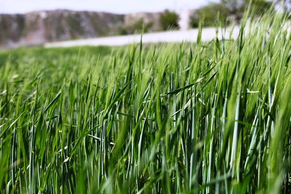 Foto - Uzmanlar üstüne basa basa uyarıyor! Rekolteyi tam yüzde 50 yükselten formül