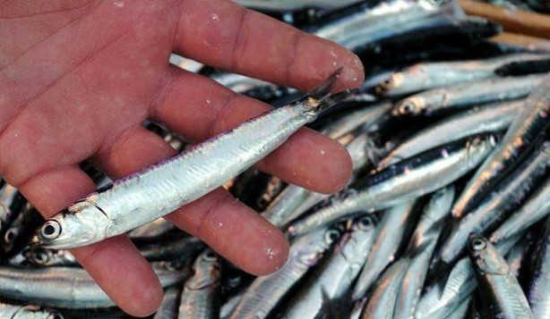 Uzmanlar uyardı! Hamsinin kuyruğunu yersek bakın ne olur