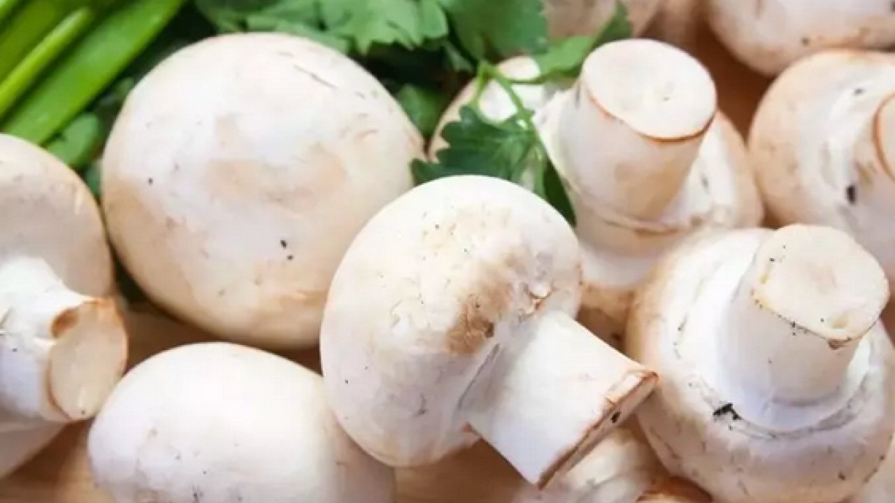 Foto - Uzmanlar uyarıyor artık yeter: Sonbaharda mantar zehirlenmelerine dikkat: Bir tabak mantar, bir ömür sağlığı gölgeleyebilir