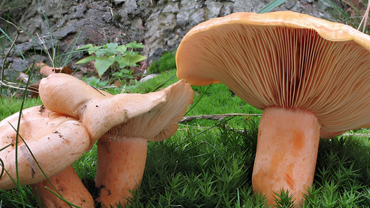Foto - Uzmanlar uyarıyor artık yeter: Sonbaharda mantar zehirlenmelerine dikkat: Bir tabak mantar, bir ömür sağlığı gölgeleyebilir