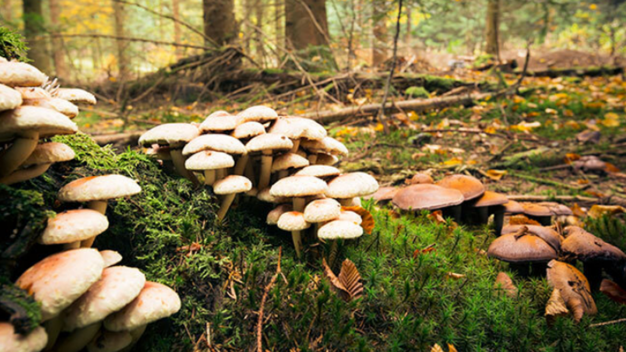 Foto - Uzmanlar uyarıyor artık yeter: Sonbaharda mantar zehirlenmelerine dikkat: Bir tabak mantar, bir ömür sağlığı gölgeleyebilir