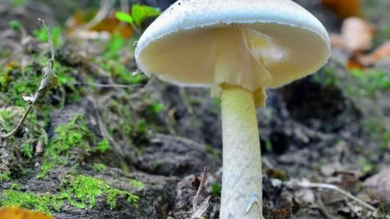 Foto - Uzmanlar uyarıyor artık yeter: Sonbaharda mantar zehirlenmelerine dikkat: Bir tabak mantar, bir ömür sağlığı gölgeleyebilir