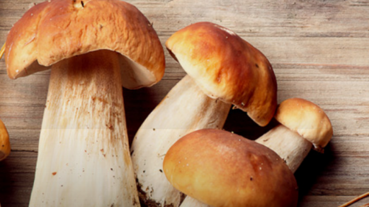 Uzmanlar uyarıyor artık yeter: Sonbaharda mantar zehirlenmelerine dikkat: Bir tabak mantar, bir ömür sağlığı gölgeleyebilir