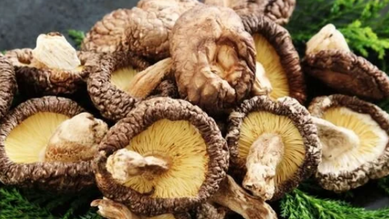 Foto - Uzmanlar uyarıyor artık yeter: Sonbaharda mantar zehirlenmelerine dikkat: Bir tabak mantar, bir ömür sağlığı gölgeleyebilir