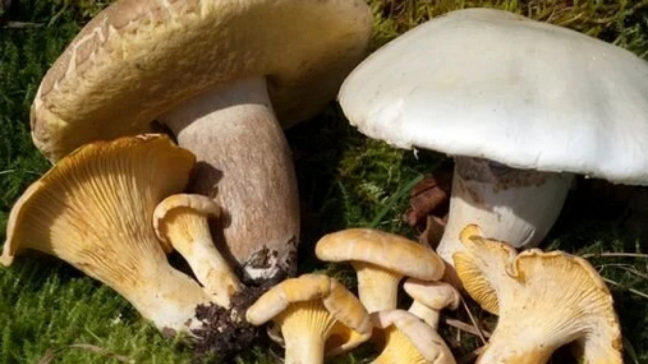 Foto - Uzmanlar uyarıyor artık yeter: Sonbaharda mantar zehirlenmelerine dikkat: Bir tabak mantar, bir ömür sağlığı gölgeleyebilir