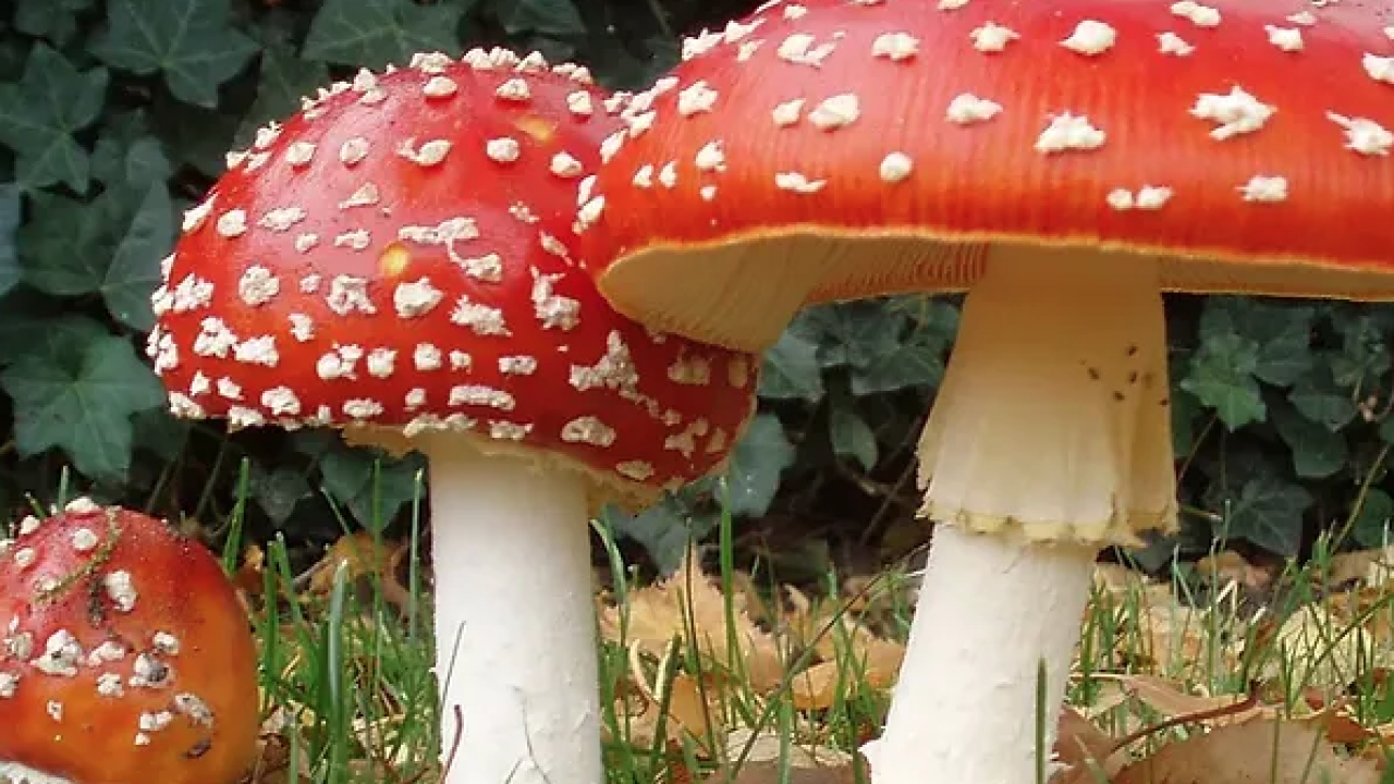 Foto - Uzmanlar uyarıyor artık yeter: Sonbaharda mantar zehirlenmelerine dikkat: Bir tabak mantar, bir ömür sağlığı gölgeleyebilir