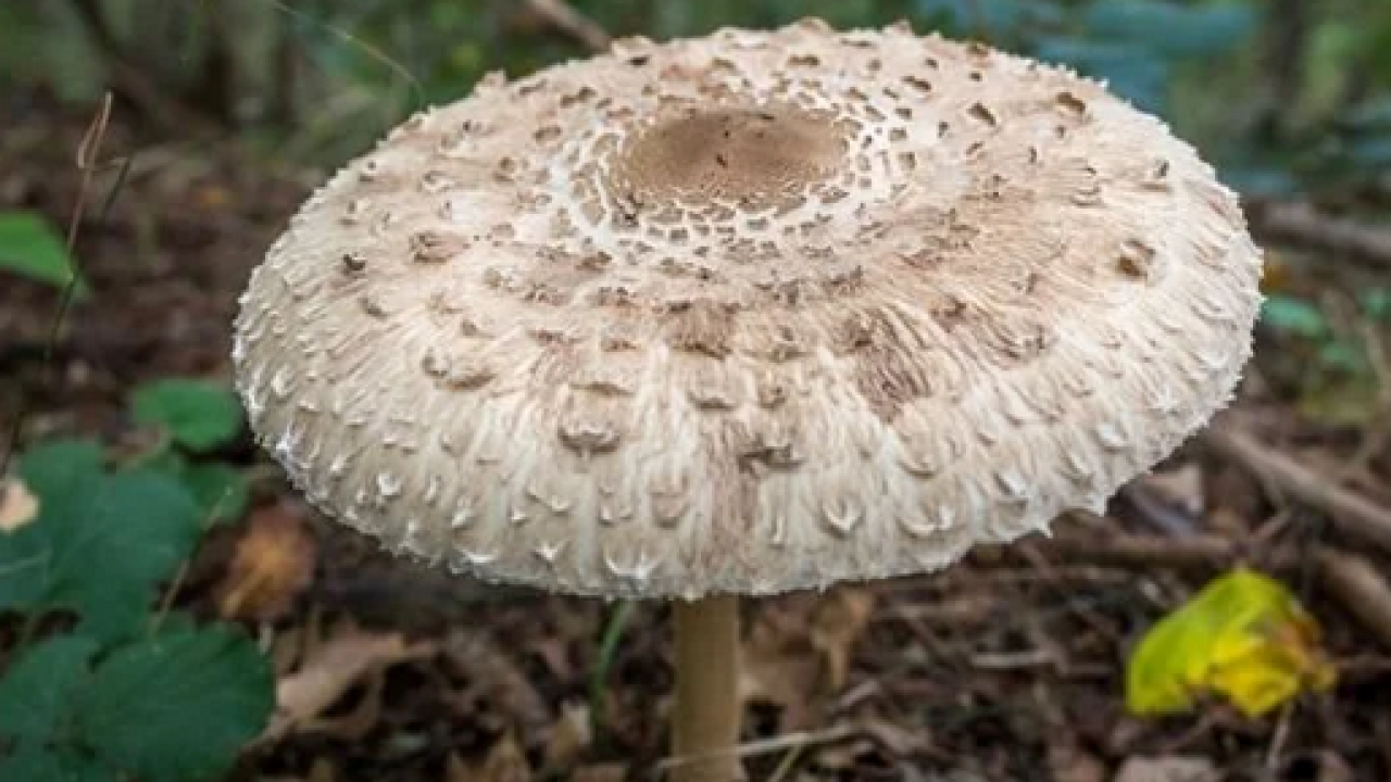 Foto - Uzmanlar uyarıyor artık yeter: Sonbaharda mantar zehirlenmelerine dikkat: Bir tabak mantar, bir ömür sağlığı gölgeleyebilir