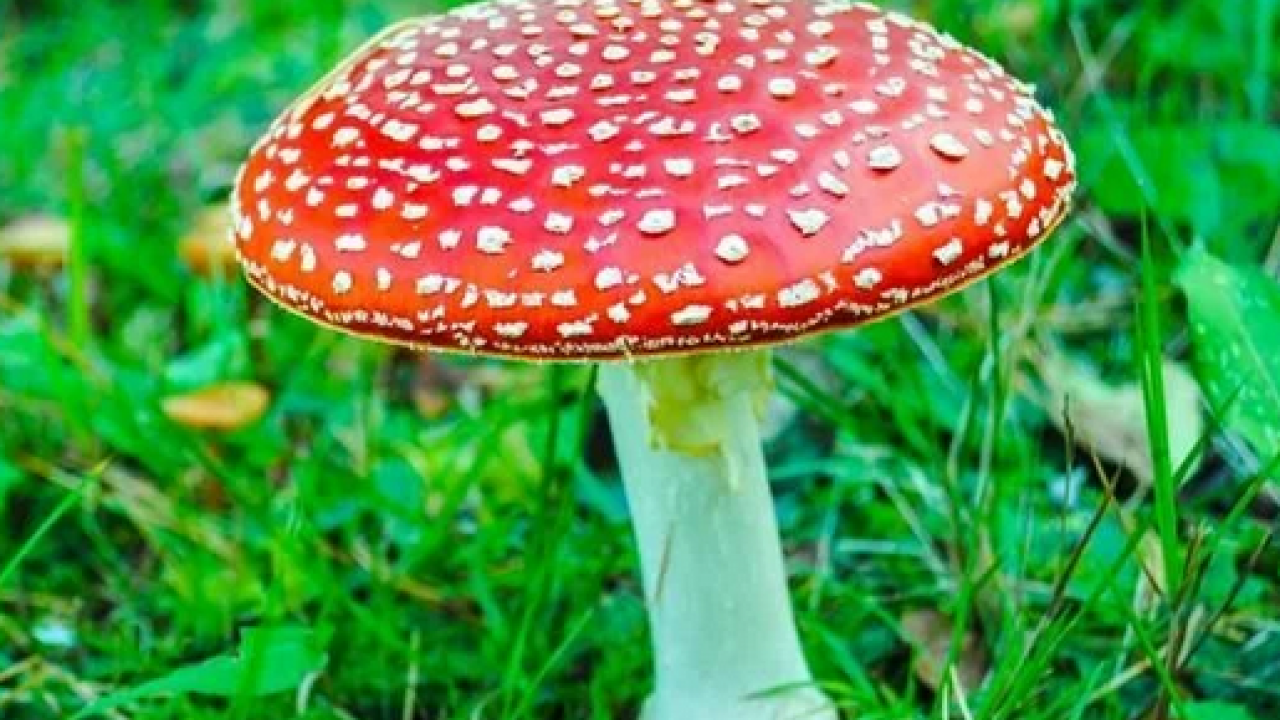 Foto - Uzmanlar uyarıyor artık yeter: Sonbaharda mantar zehirlenmelerine dikkat: Bir tabak mantar, bir ömür sağlığı gölgeleyebilir