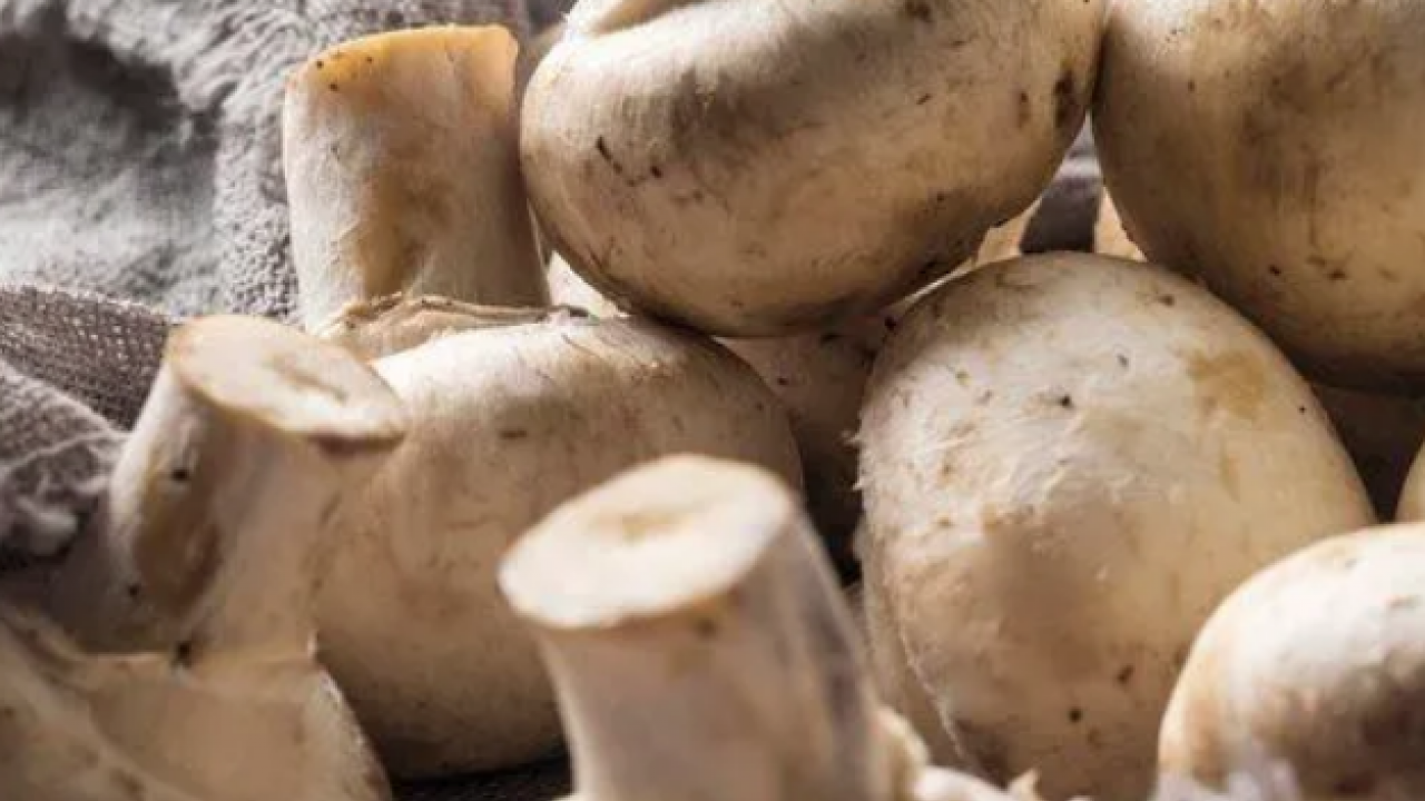Foto - Uzmanlar uyarıyor artık yeter: Sonbaharda mantar zehirlenmelerine dikkat: Bir tabak mantar, bir ömür sağlığı gölgeleyebilir