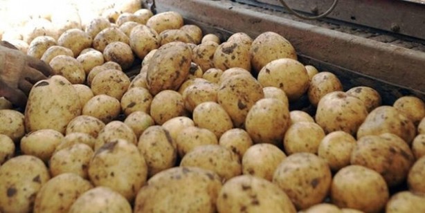 Foto - Uzmanlar uyarıyor! Domates ile salatalık böyleyse evinize bile sokmayın