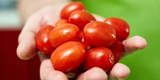 Foto - Uzmanlar uyarıyor! Domates ile salatalık böyleyse evinize bile sokmayın