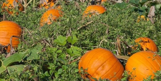 Foto - Uzmanlar uyarıyor! Domates ile salatalık böyleyse evinize bile sokmayın