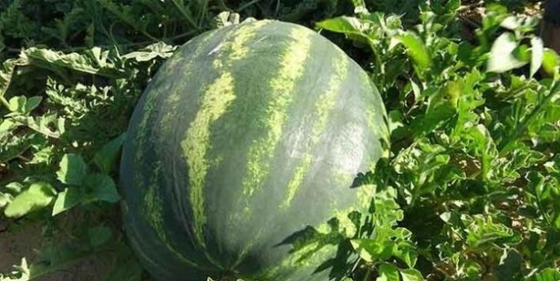 Foto - Uzmanlar uyarıyor! Domates ile salatalık böyleyse evinize bile sokmayın