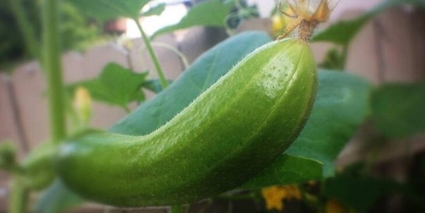 Foto - Uzmanlar uyarıyor! Domates ile salatalık böyleyse evinize bile sokmayın