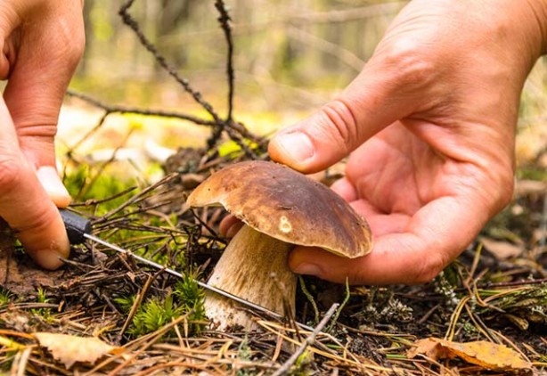 Foto - Uzmanlar uyarıyor! O patatesleri sakın yemeyin