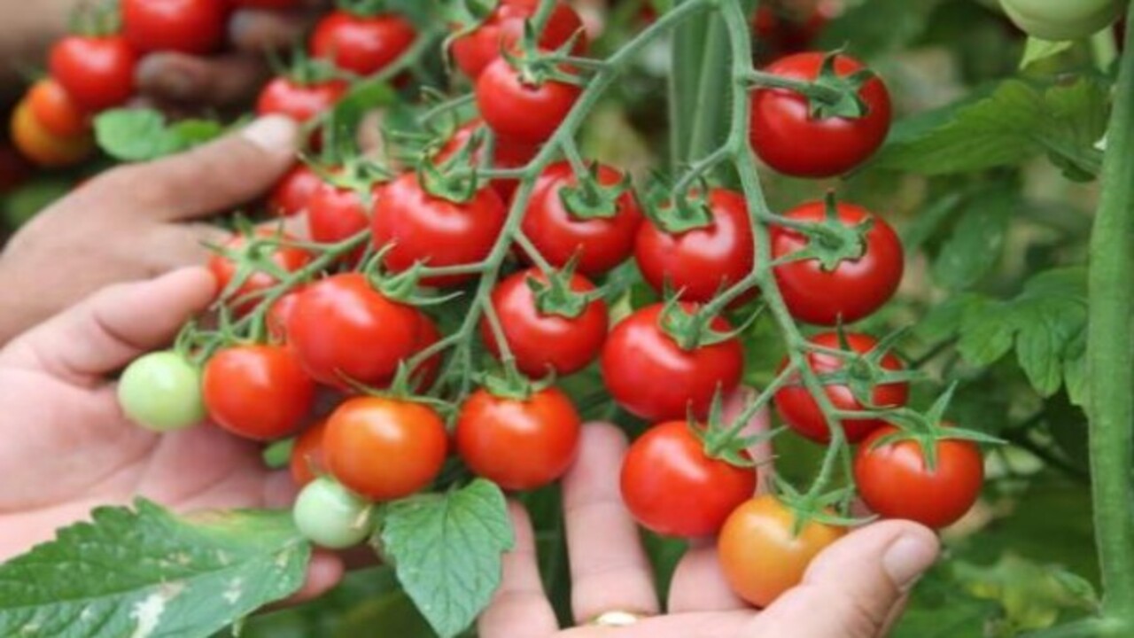 Uzmanlar vücuda yararlarını sıraladı! Sahurda domates yemenin faydaları nelerdir?