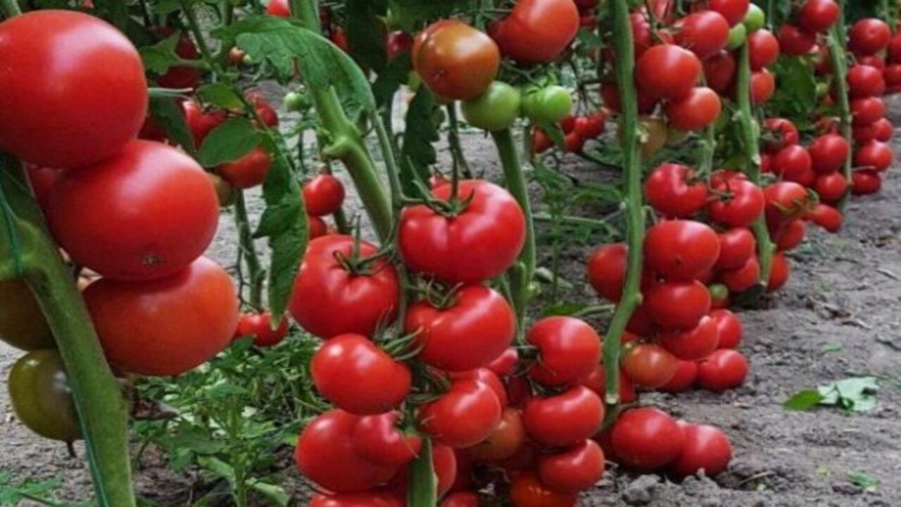 Foto - Uzmanlar vücuda yararlarını sıraladı! Sahurda domates yemenin faydaları nelerdir?