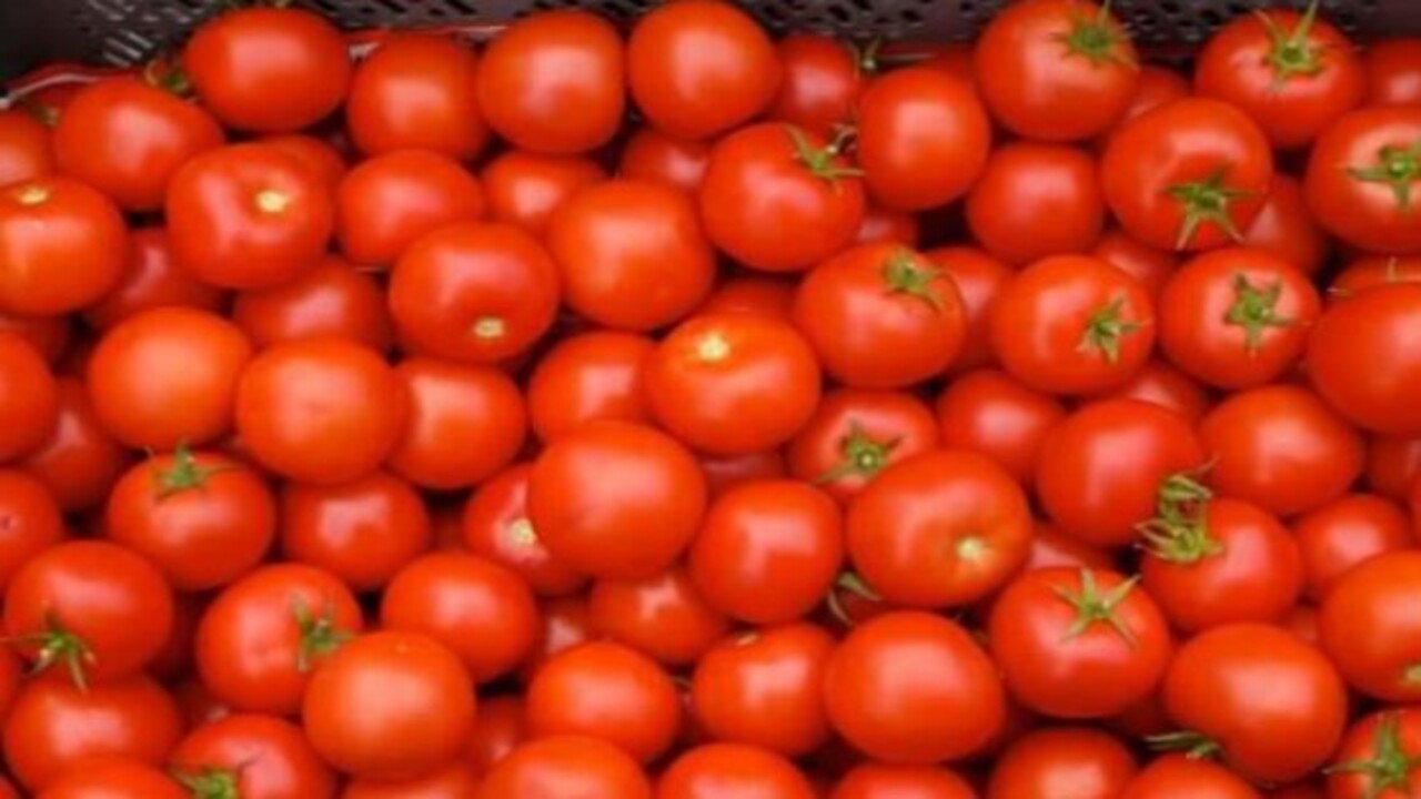 Foto - Uzmanlar vücuda yararlarını sıraladı! Sahurda domates yemenin faydaları nelerdir?