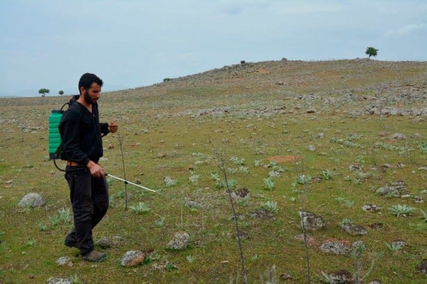 Foto - Uzmanlardan çarpıcı öneri! Çekirge istilasını bitirecekler