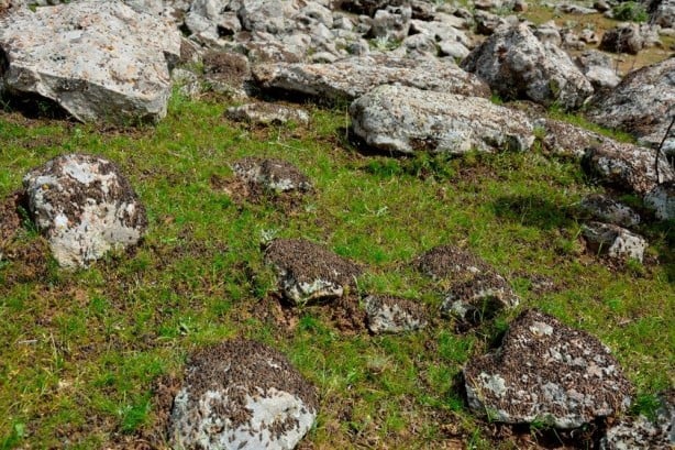 Foto - Uzmanlardan çarpıcı öneri! Çekirge istilasını bitirecekler