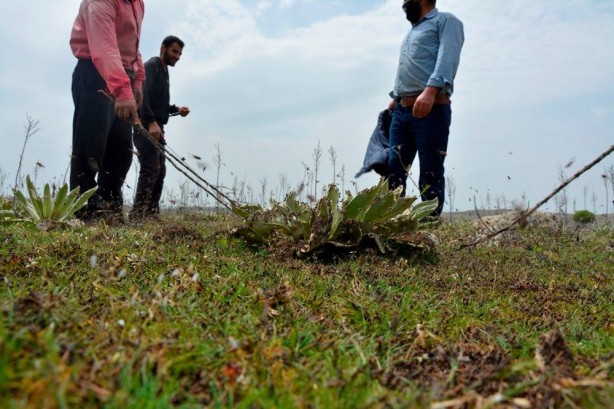 Foto - Uzmanlardan çarpıcı öneri! Çekirge istilasını bitirecekler