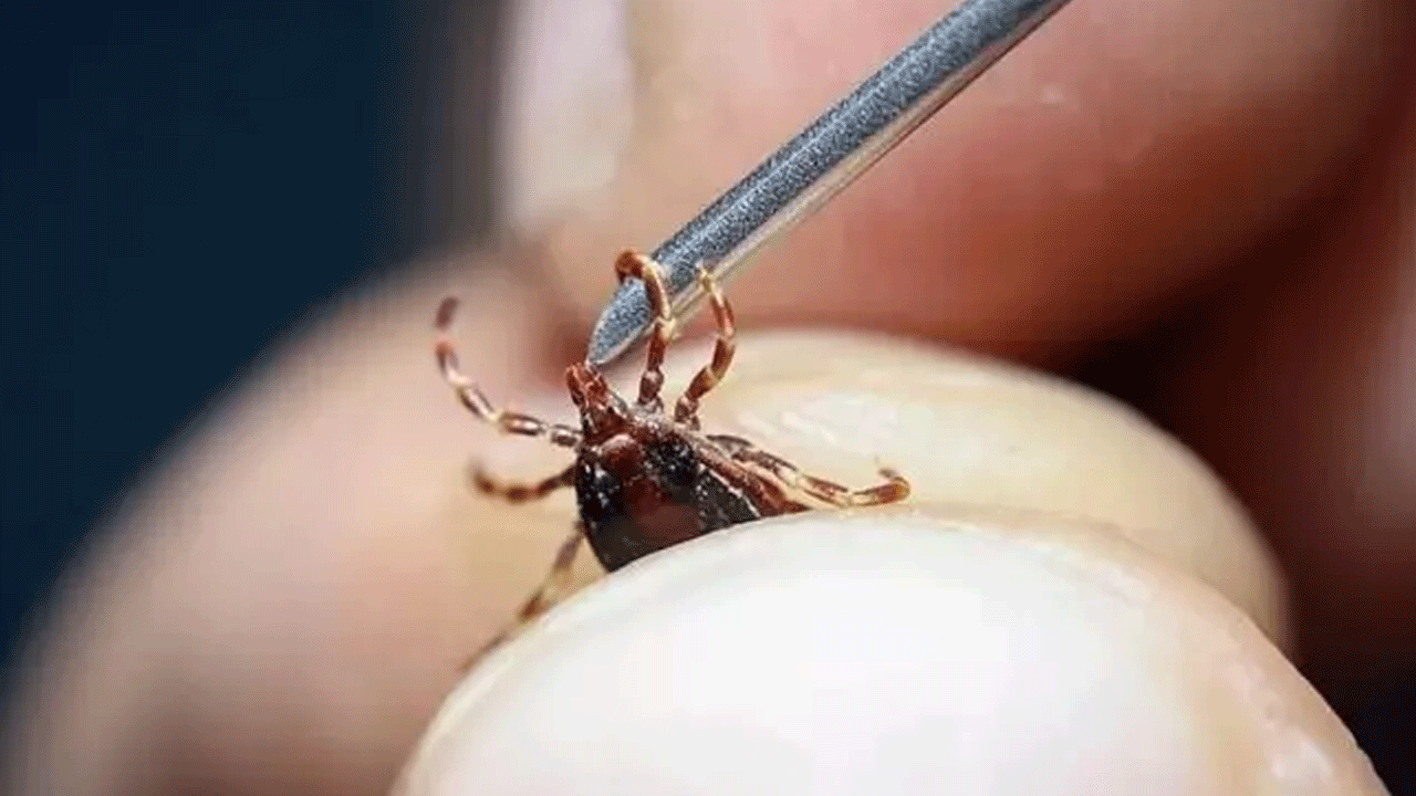 Foto - Uzmanlardan dikkat çeken kene uyarısı: Sakın bunu yapmayın!