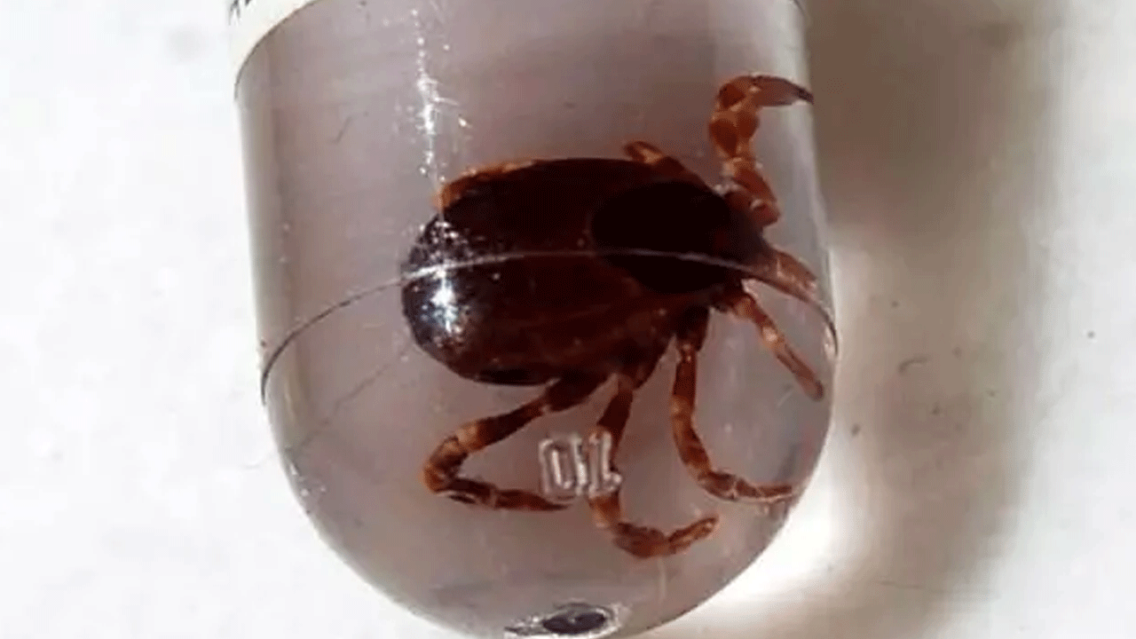 Foto - Uzmanlardan dikkat çeken kene uyarısı: Sakın bunu yapmayın!