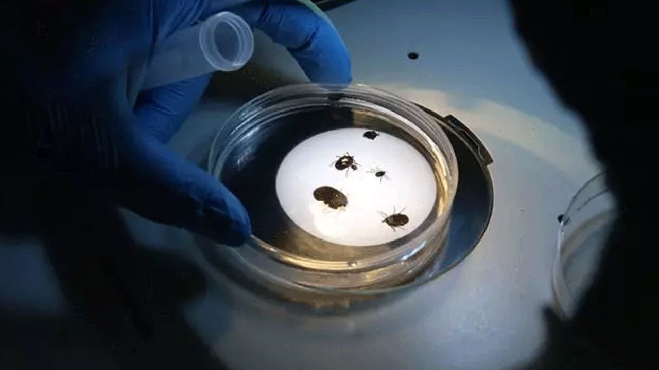 Foto - Uzmanlardan dikkat çeken kene uyarısı: Sakın bunu yapmayın!