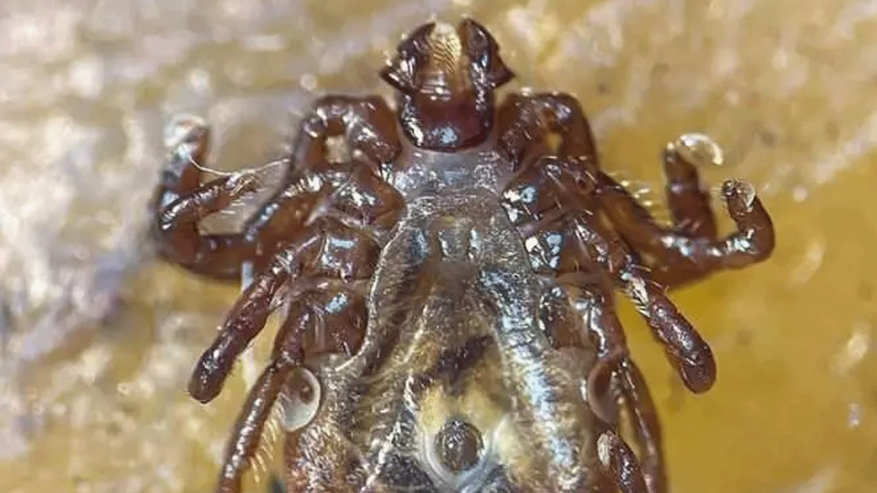 Foto - Uzmanlardan dikkat çeken kene uyarısı: Sakın bunu yapmayın!