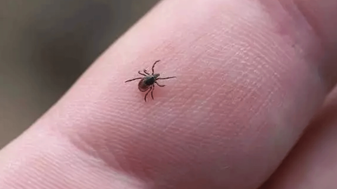 Uzmanlardan dikkat çeken kene uyarısı: Sakın bunu yapmayın!