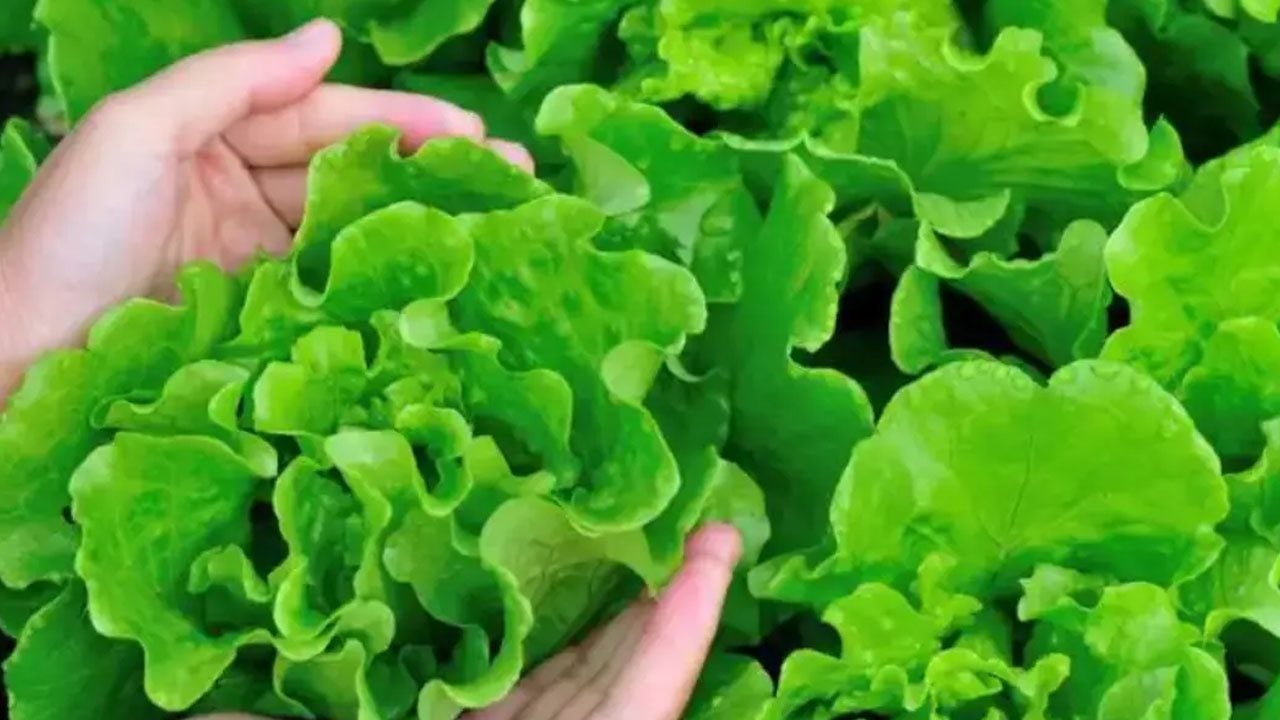 Uzmanlardan dikkat çekildi: Marul ve patatesi böyle yıkayın! Bir tanesi dahi hasta edebilecek mikrop taşıyorlar! 