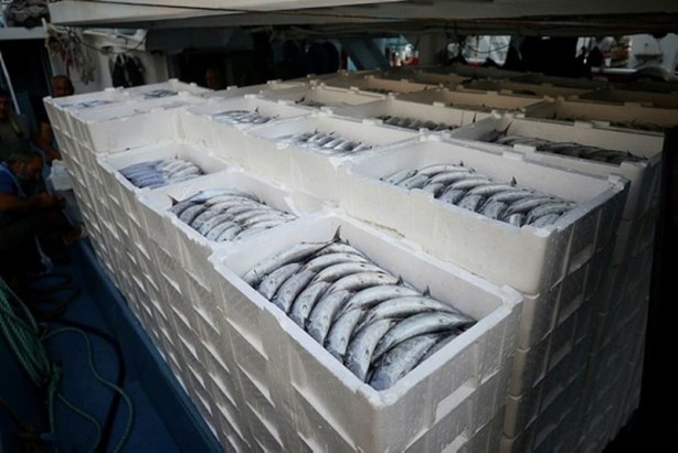 Uzmanlardan önemli uyarı! Bu balıklara aman dikkat! Zehir saçıyor