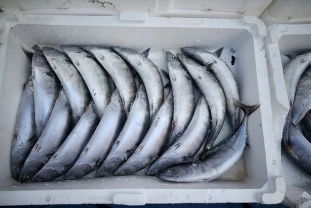 Foto - Uzmanlardan önemli uyarı! Bu balıklara aman dikkat! Zehir saçıyor