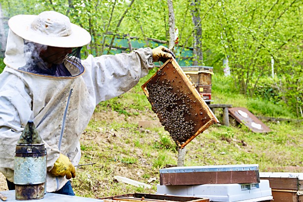 Foto - Uzmanlardan uyarı geldi... Şimdi kestane balı zamanı.. Fiyatları belli oldu!