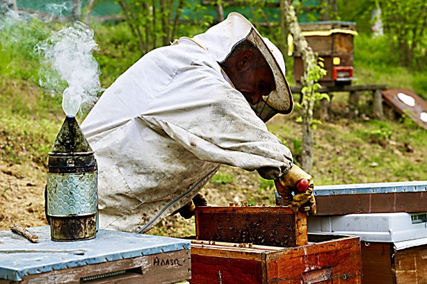 Foto - Uzmanlardan uyarı geldi... Şimdi kestane balı zamanı.. Fiyatları belli oldu!